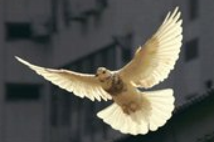 Miért vannak háborúk? - interaktív előadás