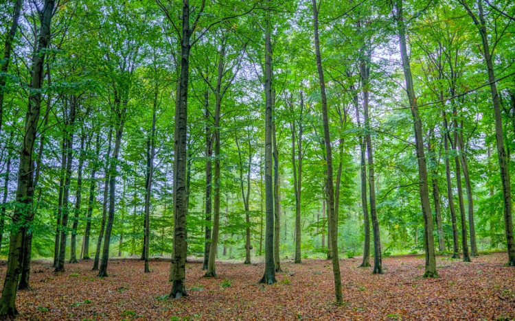 Rengeteg szenet nyel el a növényzet, ezért kulcskérdés az erdőségek megóvása egy elemzés szerint