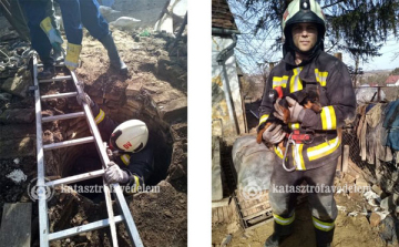 Kiskutyát mentettek a dombóvári tűzoltók