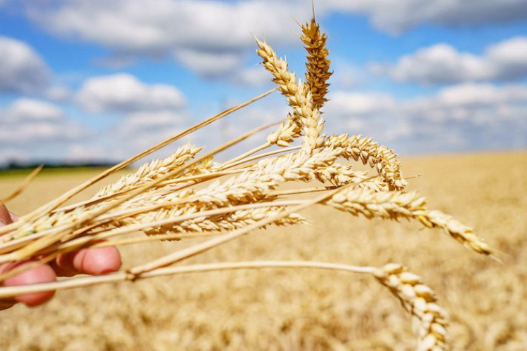 Magyarország megtiltja a mezőgazdasági termékek importját Ukrajnából