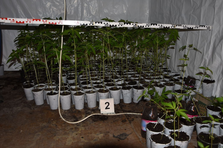 Kábítószer a hátizsákban, ültetvények a pincékben