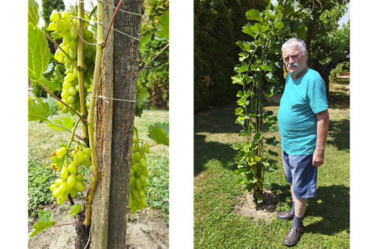 Termőre fordult a göllei kertészmérnök által nemesített szőlő
